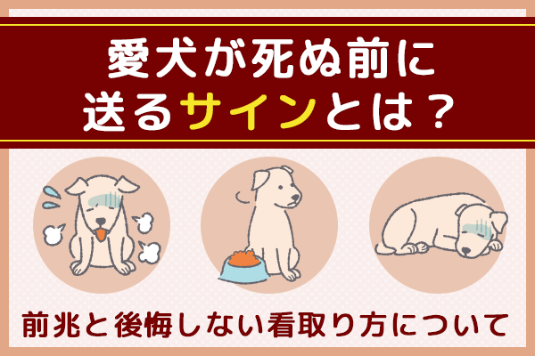 dog-before-dying
